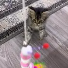 قطط كيتن للبيع