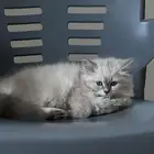 قطه