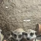 ميركات تيمون