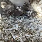 للبيع حمام مقوس صحته ممتازه جدا  على السوم