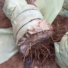 نخل سكري ممتاز مجذر