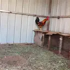 ديك بلدي للبيع