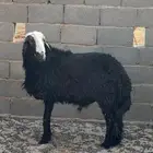 فحل منتج نعيمي