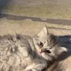 كيتن او قط صغيره للبيع