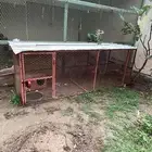 شبكه دجاج