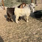 تيوس