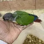 فروخ كنيور يلو سايد انتاج محلي