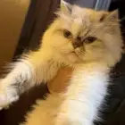 قطه بيكي فيس هملايها