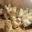 للبيع صيصان دجاج براهما