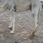 للبيع الحشو