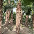 نخل واشنطونيا نخل زينه نخل للبيع