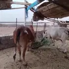 بقر للبيع على السوم
