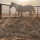 للبيع فرس ومهره