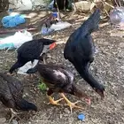 دجاج سندي بيور