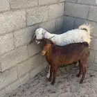 تيوس فل ش م