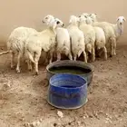 بهم حري فاااخر