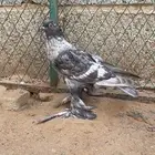ساكسون بوتر