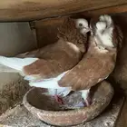 حمام بلجيكي  الإنتاج جدا ممتاز