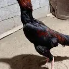 ديك شامو الماني