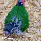 فرخ كنيور يلوسايد