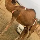 خلفه مصغر ساحليه