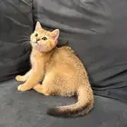 سكوتش ستريت قولد للبيع