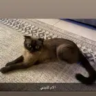 قطه التبني سكوتش دبل فولد