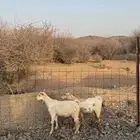 تيوس بريه