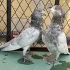 جوز لاكا