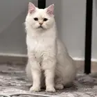 قطو لعوب رهيب