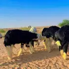 نجد مغلقة وعلى حده