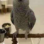 ببغاء كاسكو