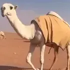 بكره لقيه كفو باتليه