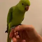 ببغاء درة اليف