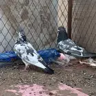 حمام باكستاني كمنقر وداب ولا
