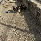 دجاجات عربي