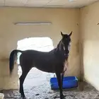 خيل شعبي كفو