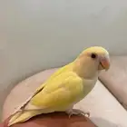 روز اليييف وهدد ( تم البيع )
