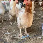 دجاج تركي اصل بياض