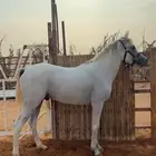 حصان شعبي