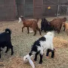 ماعزا حيل وجفار