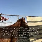 خيل