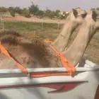 توصيل حلال