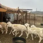 للبيع رخال صنف 9 روس بي فحلها حرش مضاريع