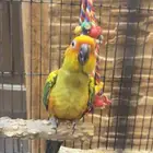 فرخ صن كنيور