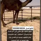 ( تم البيع ) قعود مجهم حق يلقي سلالة وحيدان
