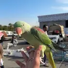 دره نيبالي اليف جداا