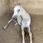 مهر ولد الاكساندر