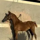 مهره واهو فاخره