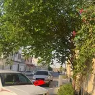 ورق سدر للبيع